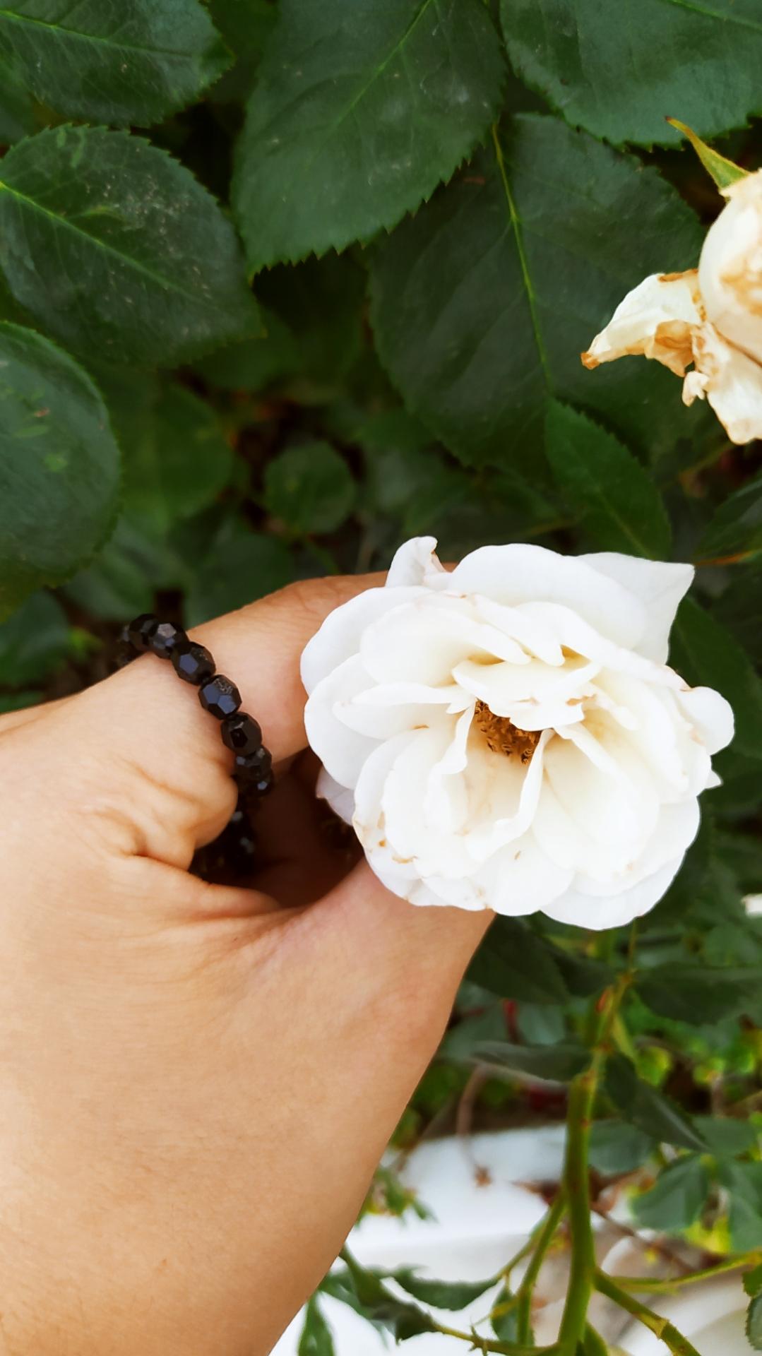 Đoá hồng trắng đầu hè